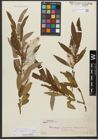 Foto von Salix triandra subsp. amygdalina (L.) Schübl. & G. Martens